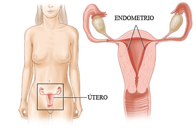 El endometrio es vital para que el bebé se prenda o se implante.