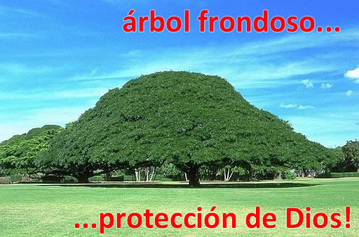 Árbol frondoso: Protección de Dios.