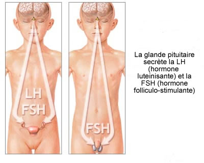 Relacion pituitaria sexo