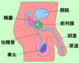 男性生殖系统 