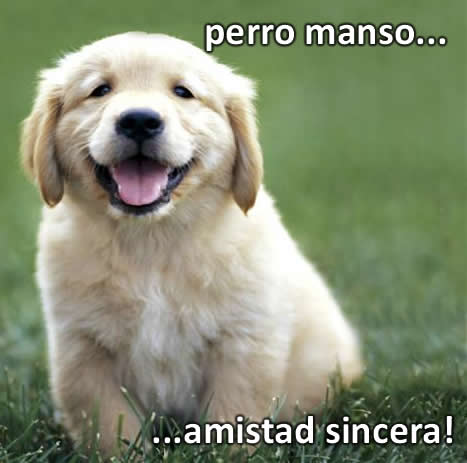 Perro manso: Amistad sincera.