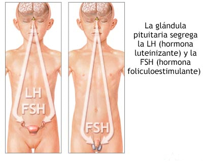 Relacion pituitaria sexo