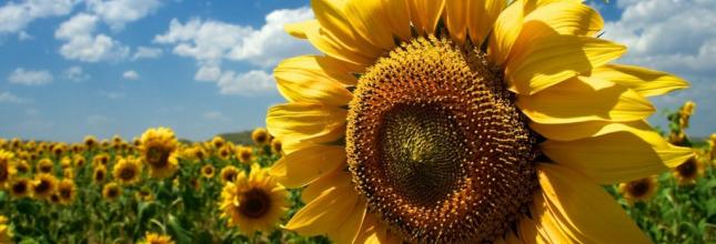 Girasoles